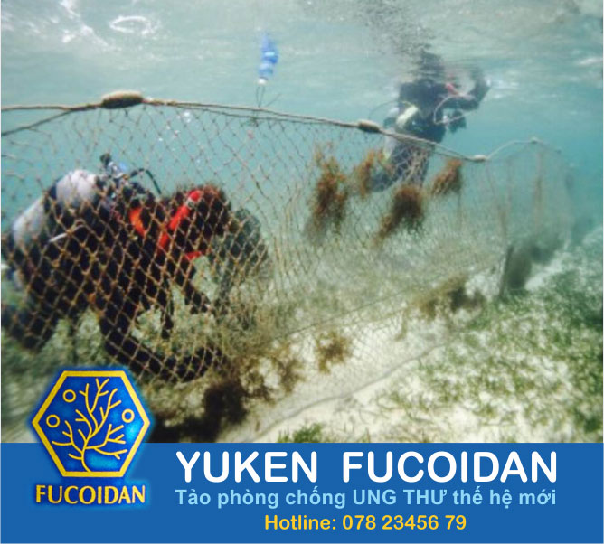 yuken-fucoidan-xanh-nhật-bản